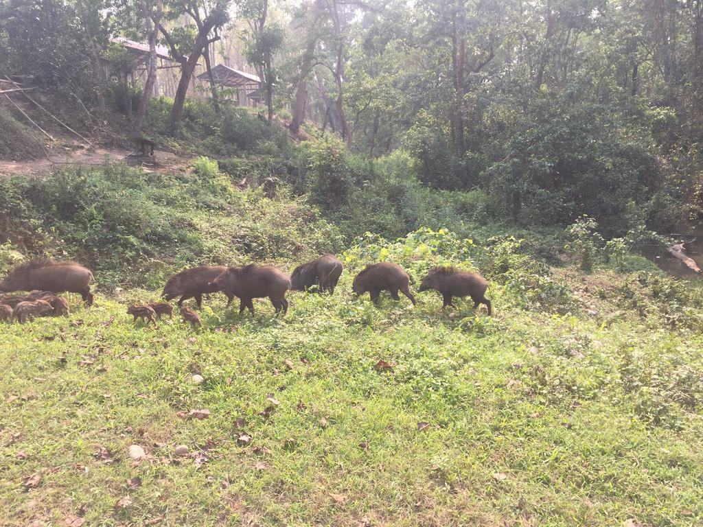 Chitwan Safari Camp & Lodge Sauraha Zewnętrze zdjęcie